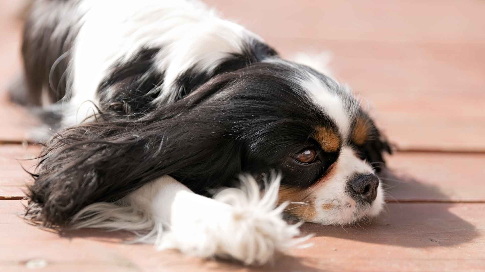 Perro con pancreatitis